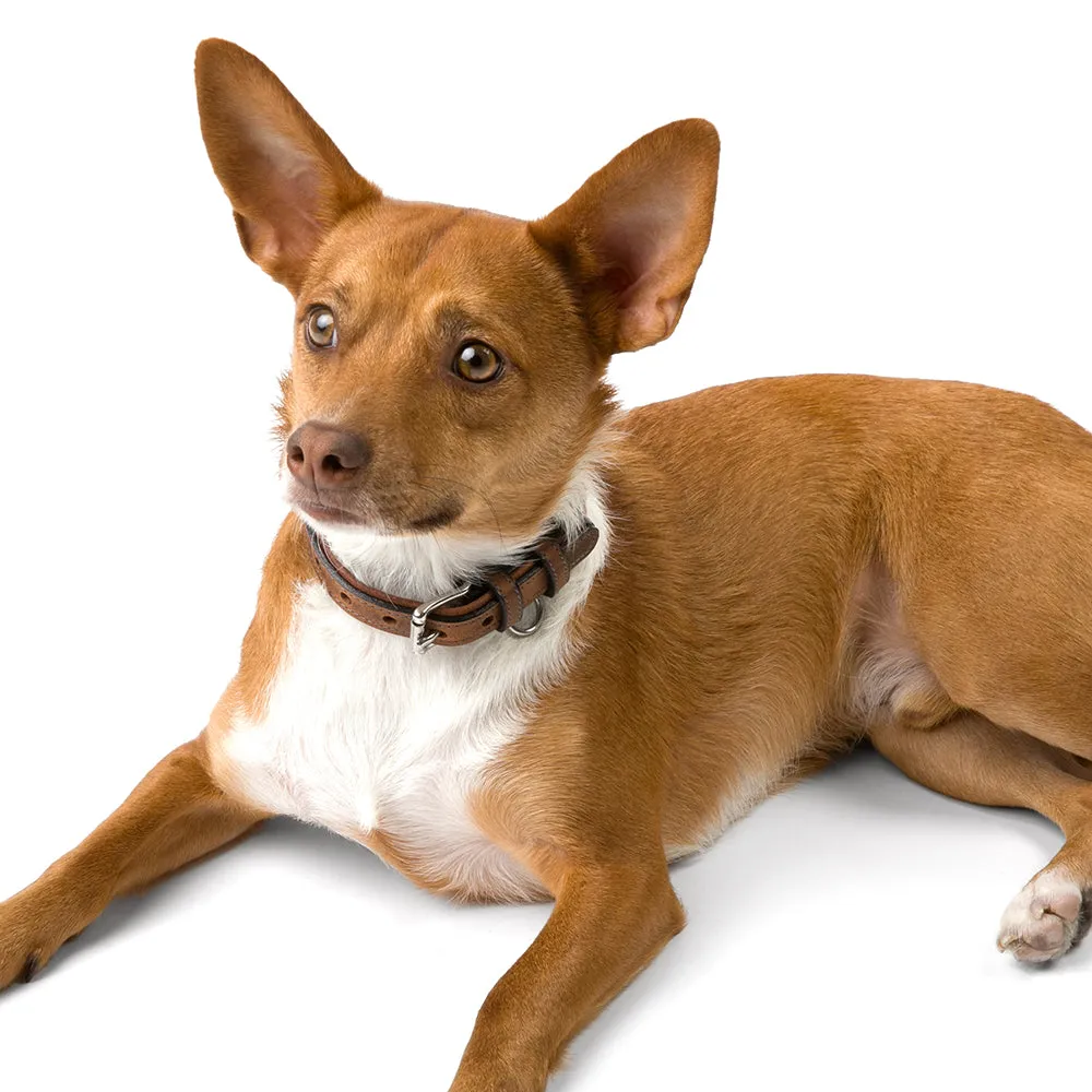 Kodak Collar