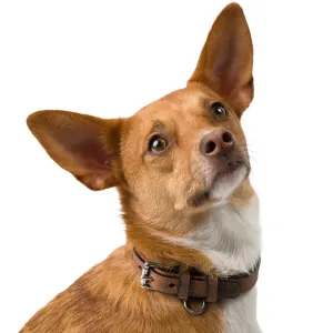 Kodak Collar