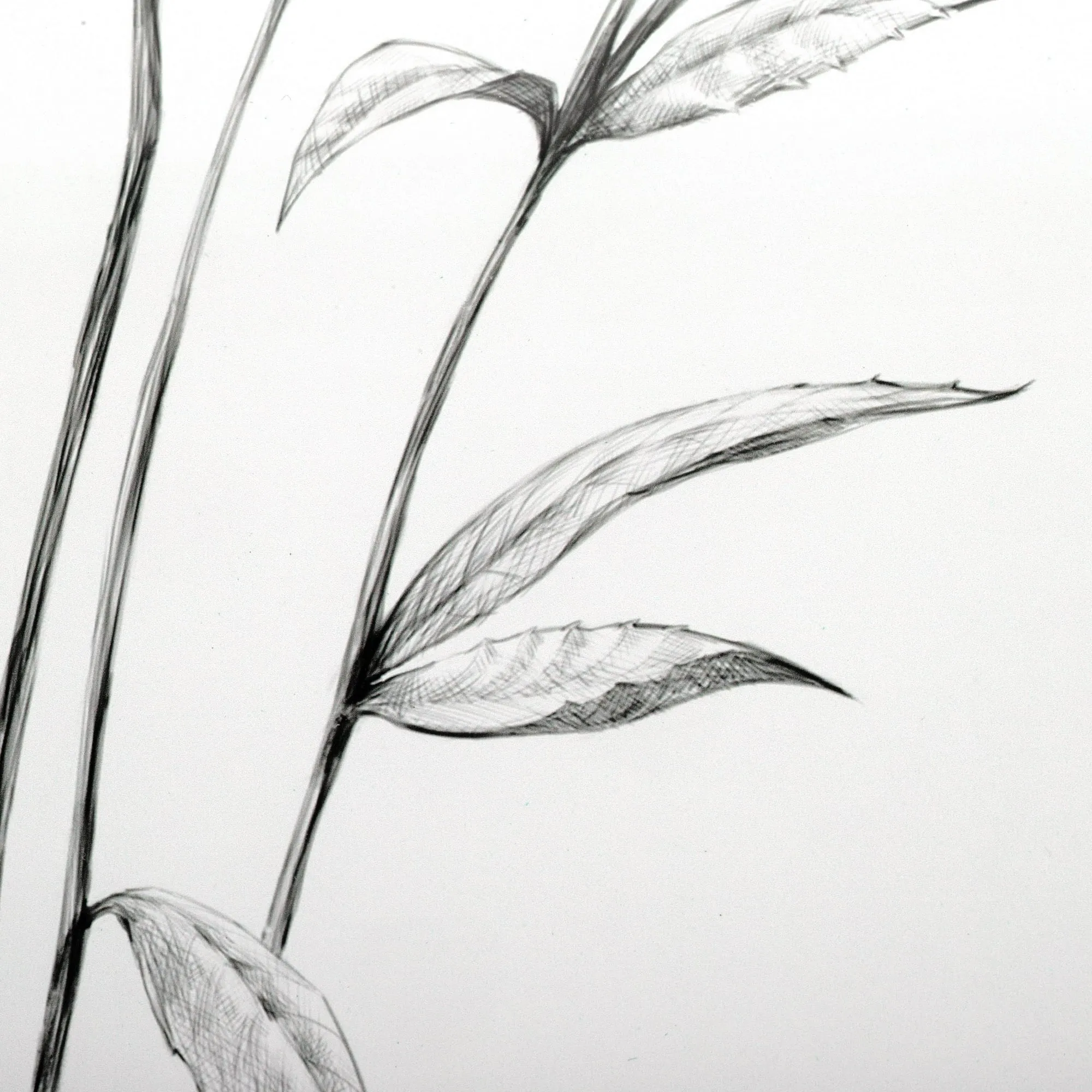 My Texas House Wild Daisy Spray Pencil Drawing 2 Pce Set Framed Art 18" x 24"